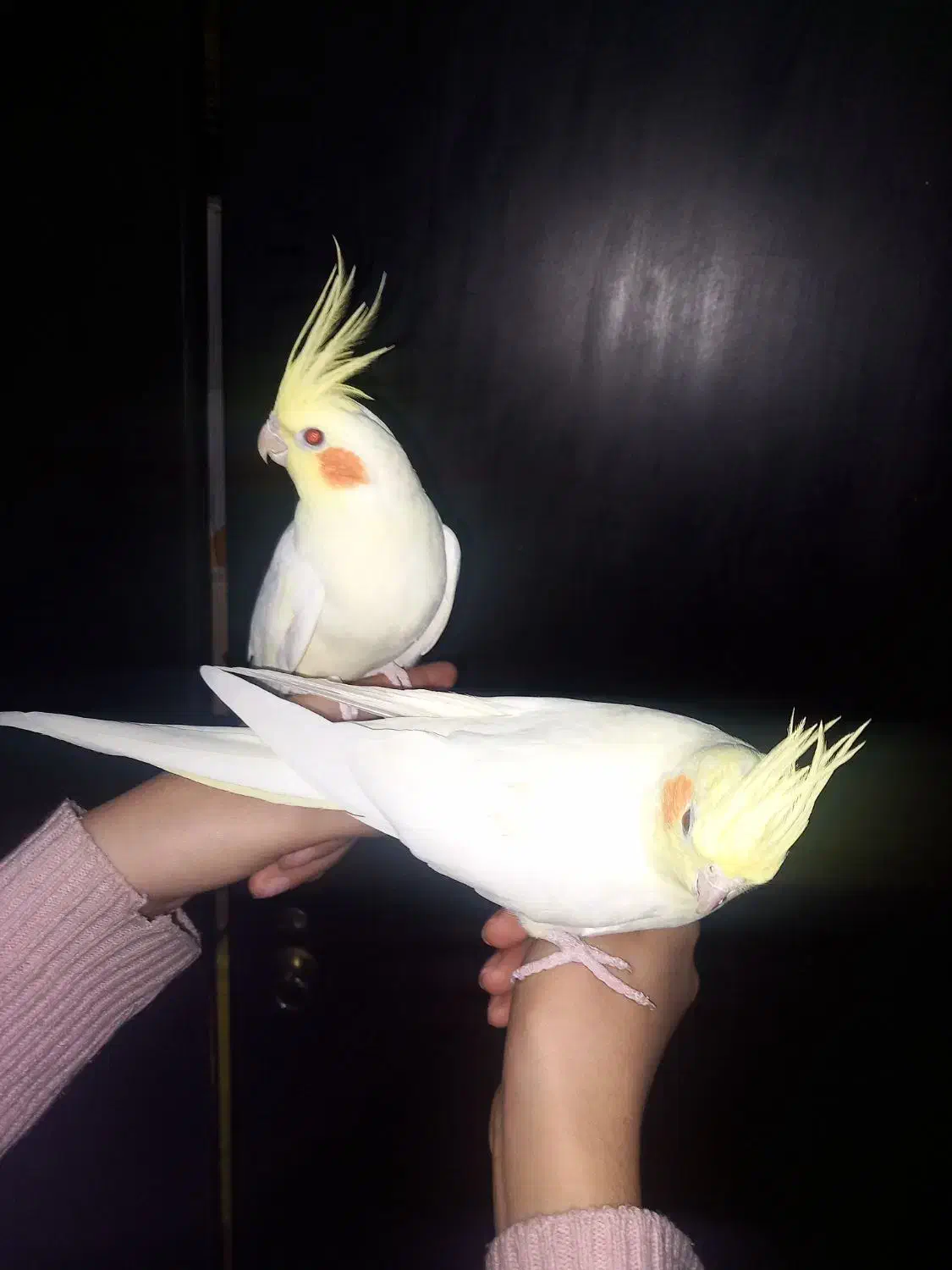 ۲ عدد عروس هلندی جفت لوتینو مولد|پرنده|مشکیندشت, |دیوار