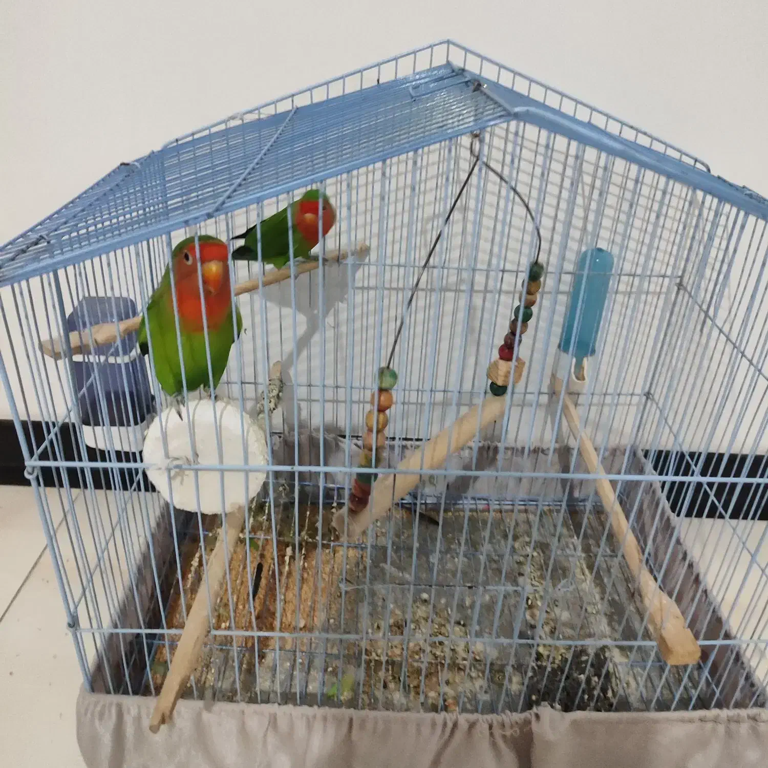 طوطی برزیلی|پرنده|باغستان, |دیوار