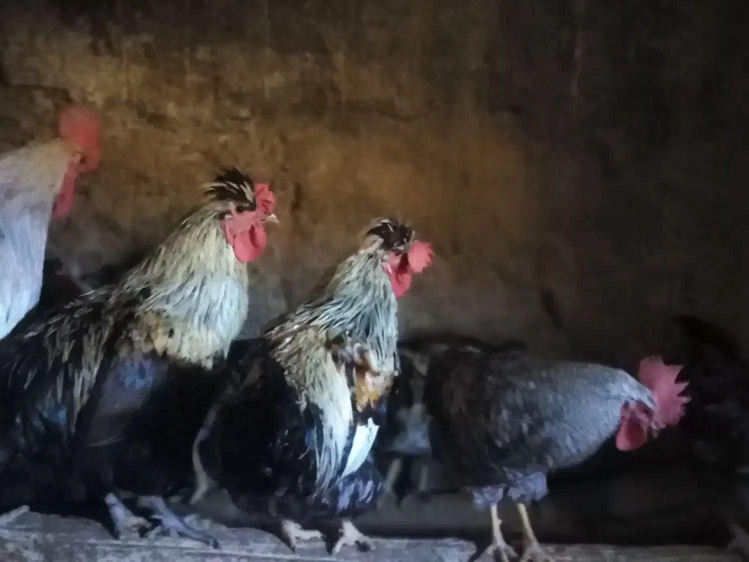 خروس|حیوانات مزرعه|دلیجان, |دیوار