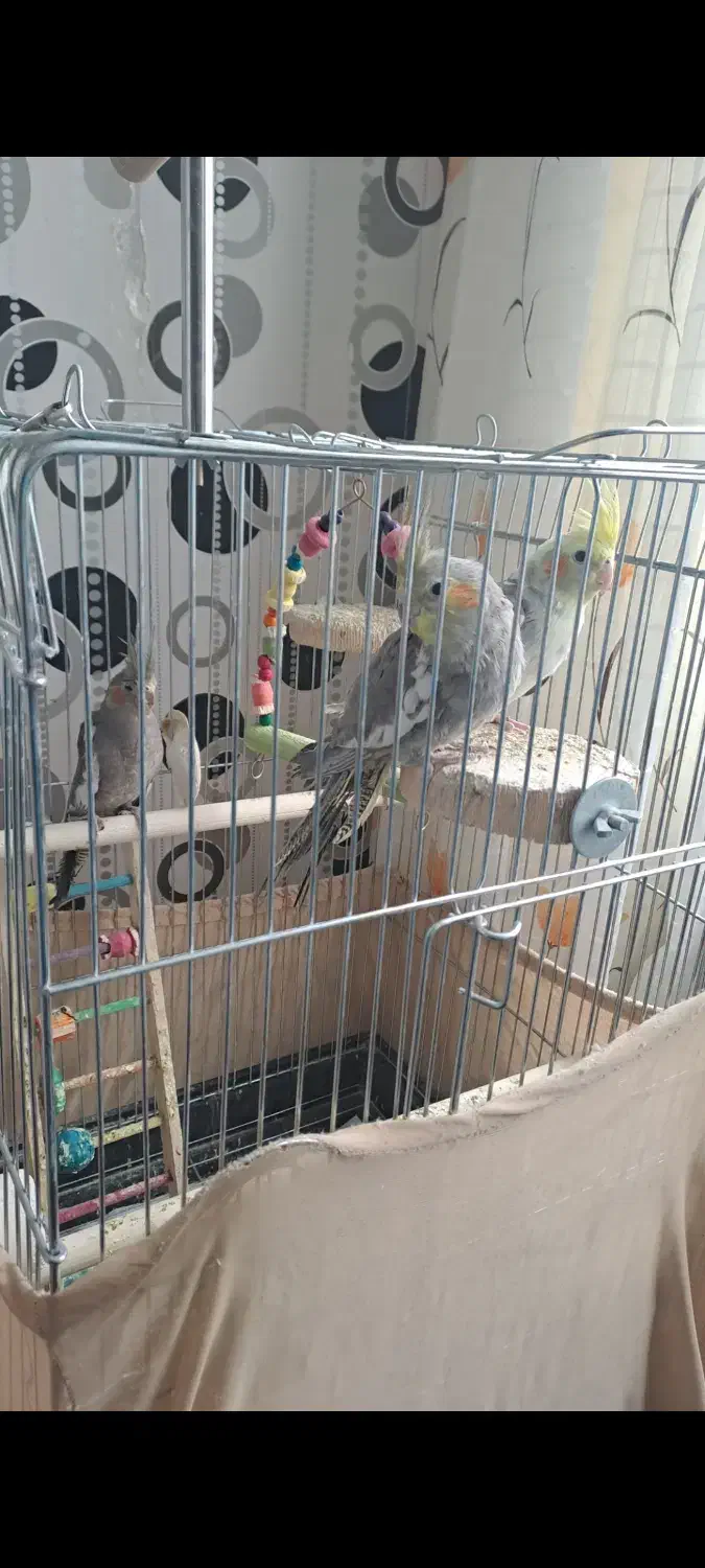 فروش عروس و مرغ عشق|پرنده|تفرش, |دیوار