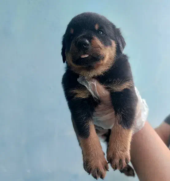 توله سگ روتوایلر بادیگارد شخصی|سگ|کرج, فاز ۳ مهرشهر|دیوار