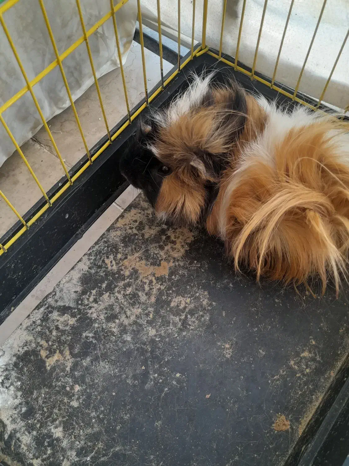 خوکچه هندی موبلند|موش و خرگوش|تهران, هفت چنار|دیوار