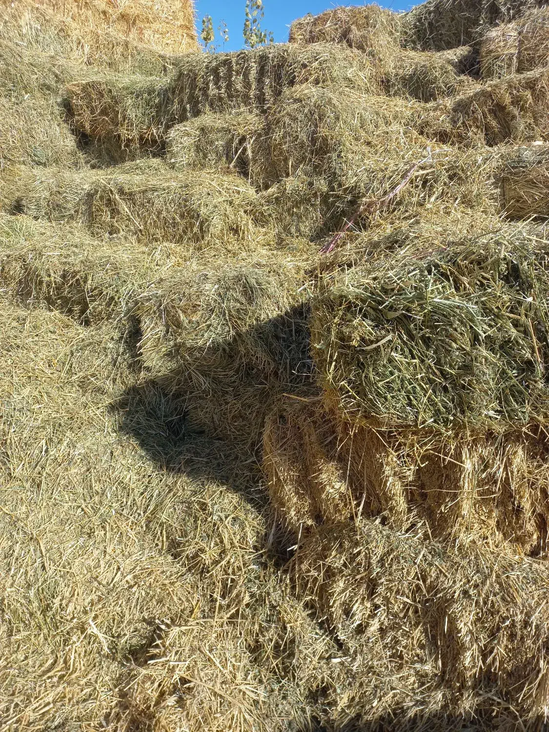 یونجه چین اول|لوازم جانبی حیوانات|مشگین شهر, |دیوار