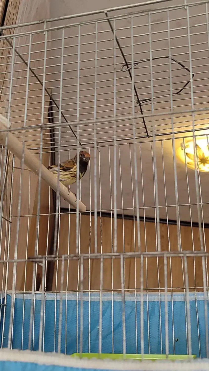 گلبسر مست|پرنده|شاهینشهر, مسکن مهر|دیوار