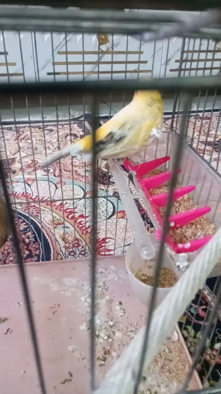 یک قناری نر فقط خودش|پرنده|قرچک, داوود آباد|دیوار