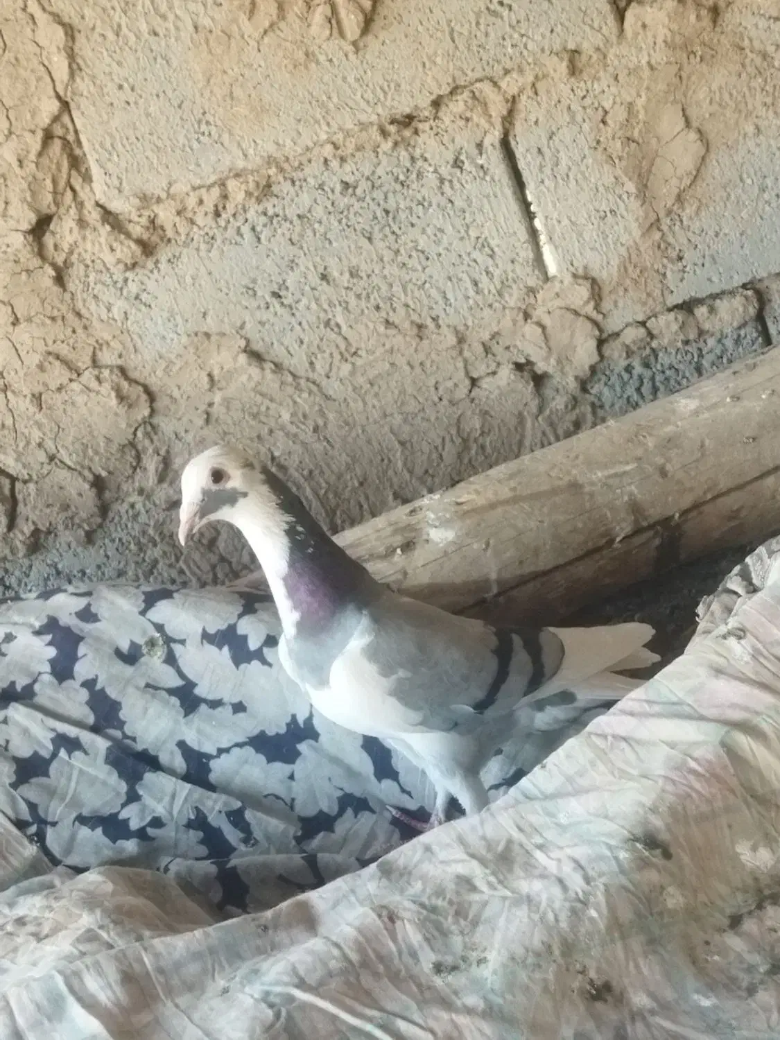 400|پرنده|جوین, |دیوار