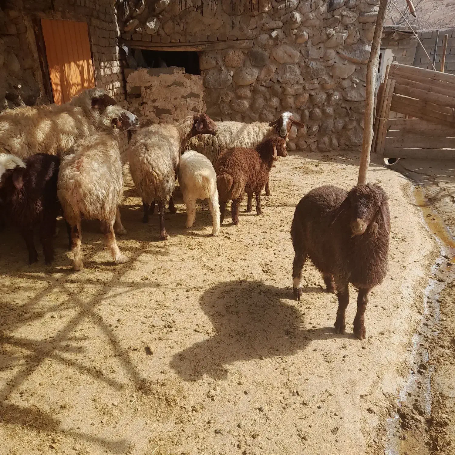 میش بره|حیوانات مزرعه|فیروزآباد (لرستان), |دیوار