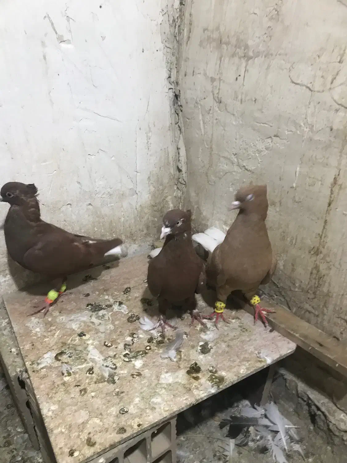 کفتر رنگی|پرنده|الوند, |دیوار