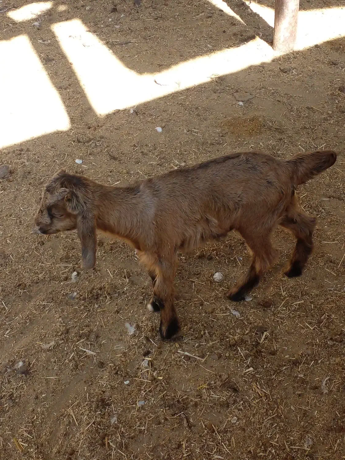 کهره ۲۰ روزه|حیوانات مزرعه|کازرون, |دیوار