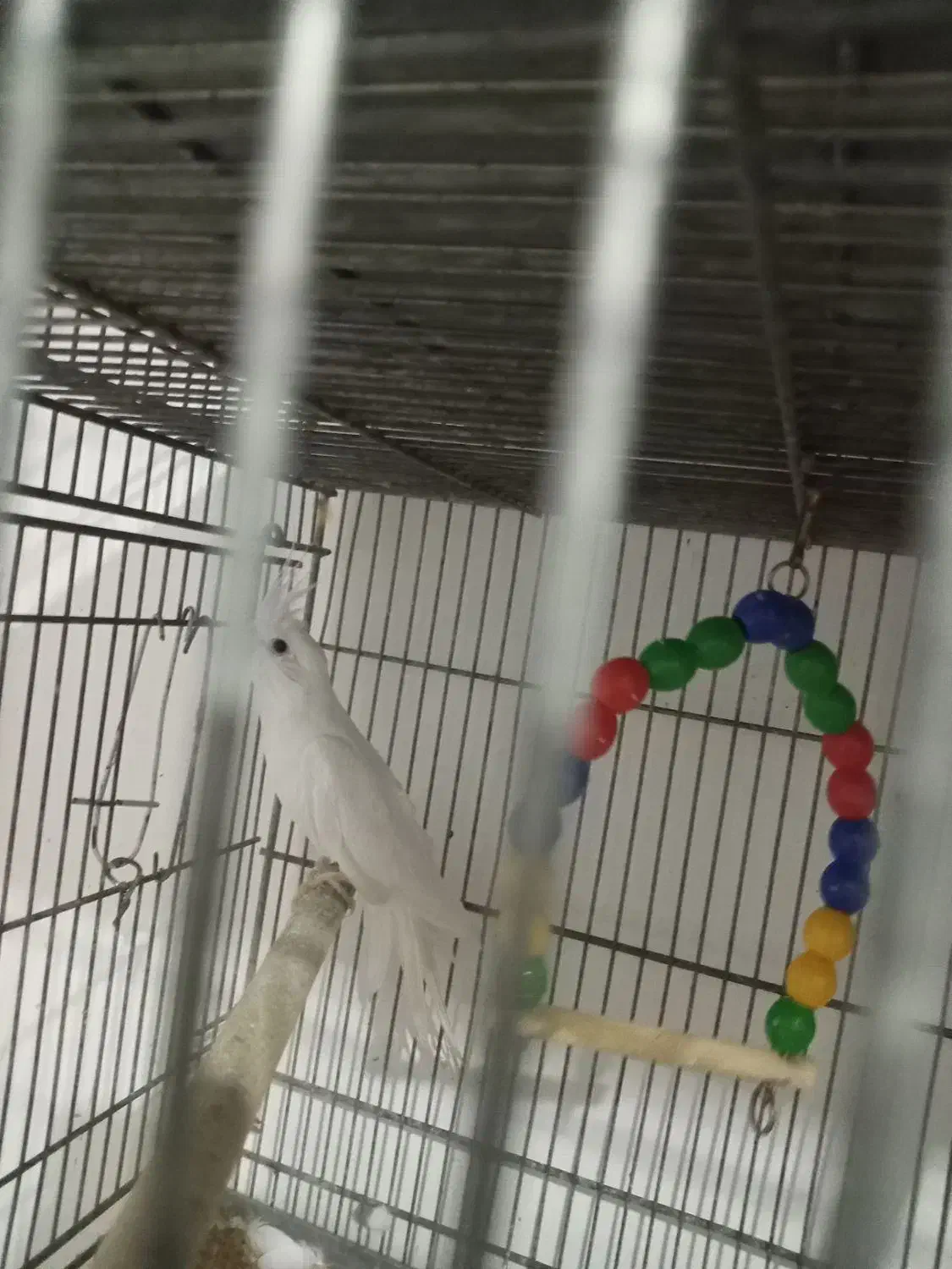 تعدادی عروس هلندی و طوطی برزیلی زیبا و آموزش دیده|پرنده|شهریار, شهرک وائین|دیوار