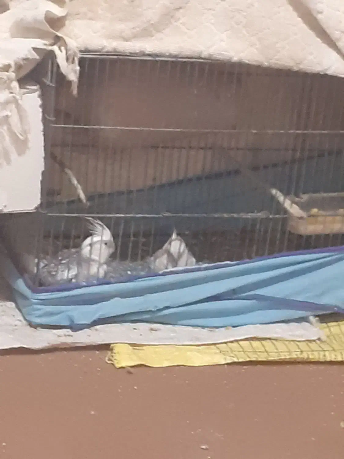 عروس ایزابلا|پرنده|خان ببین, |دیوار