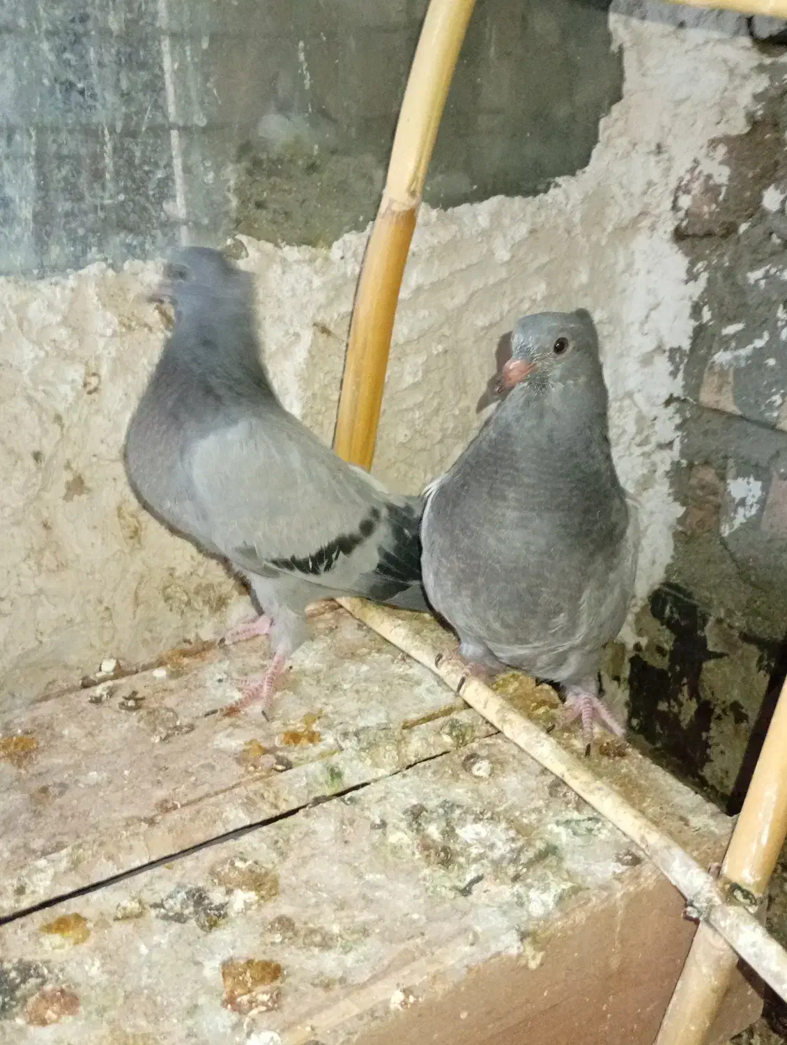 جوجه سبز رگه دار|پرنده|ساوه, |دیوار