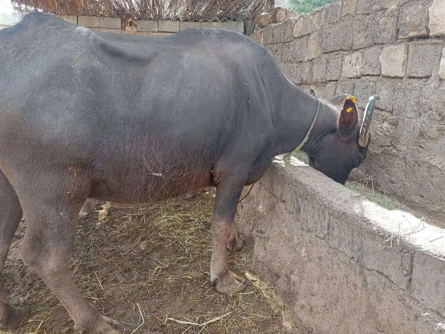 گاومیشدمازدیخ|حیوانات مزرعه|دره رود, |دیوار