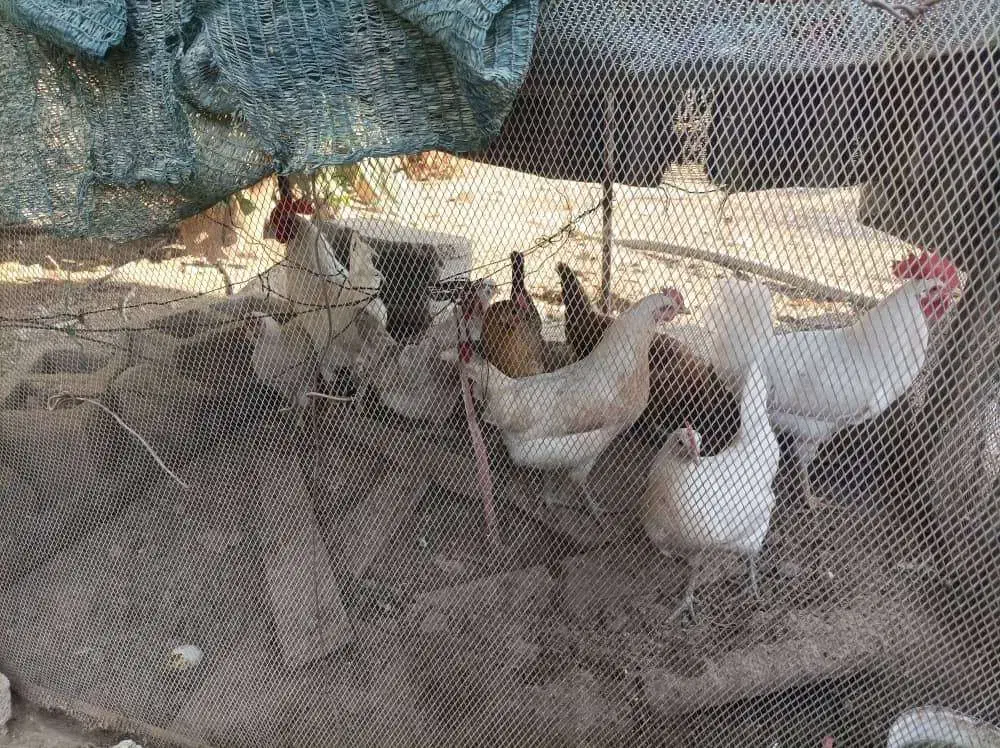 فروش 15 عدد مرغ و خروس محلی سالم و سرحال|حیوانات مزرعه|علامرودشت, |دیوار