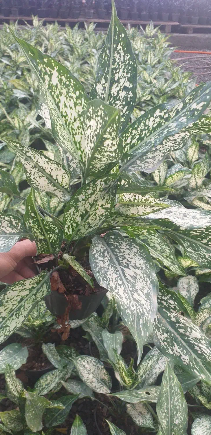 آگلونما برفی سه بوته|گل و گیاه طبیعی|قائم‌شهر, |دیوار