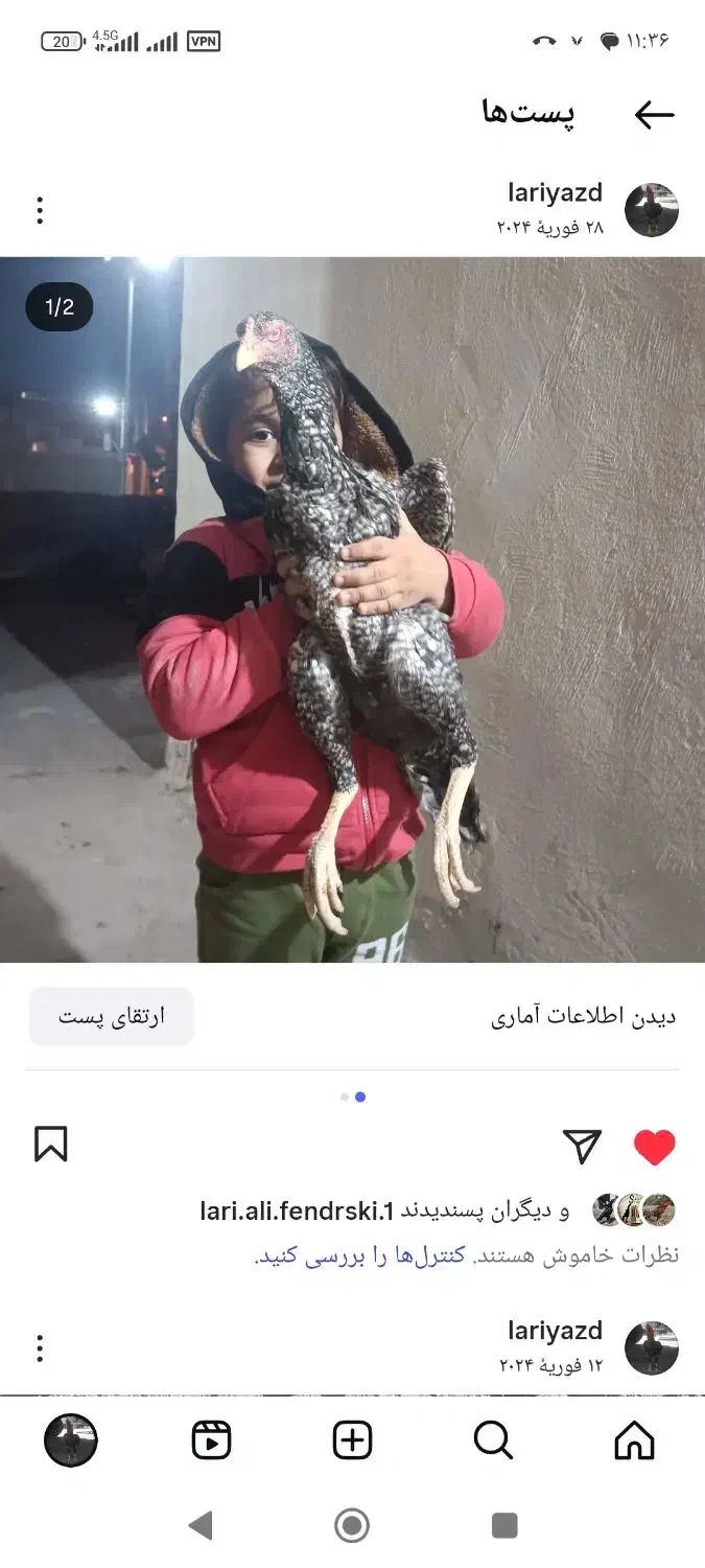 جوجه مرغ لاری اوشاموافغان|حیوانات مزرعه|یزد, |دیوار