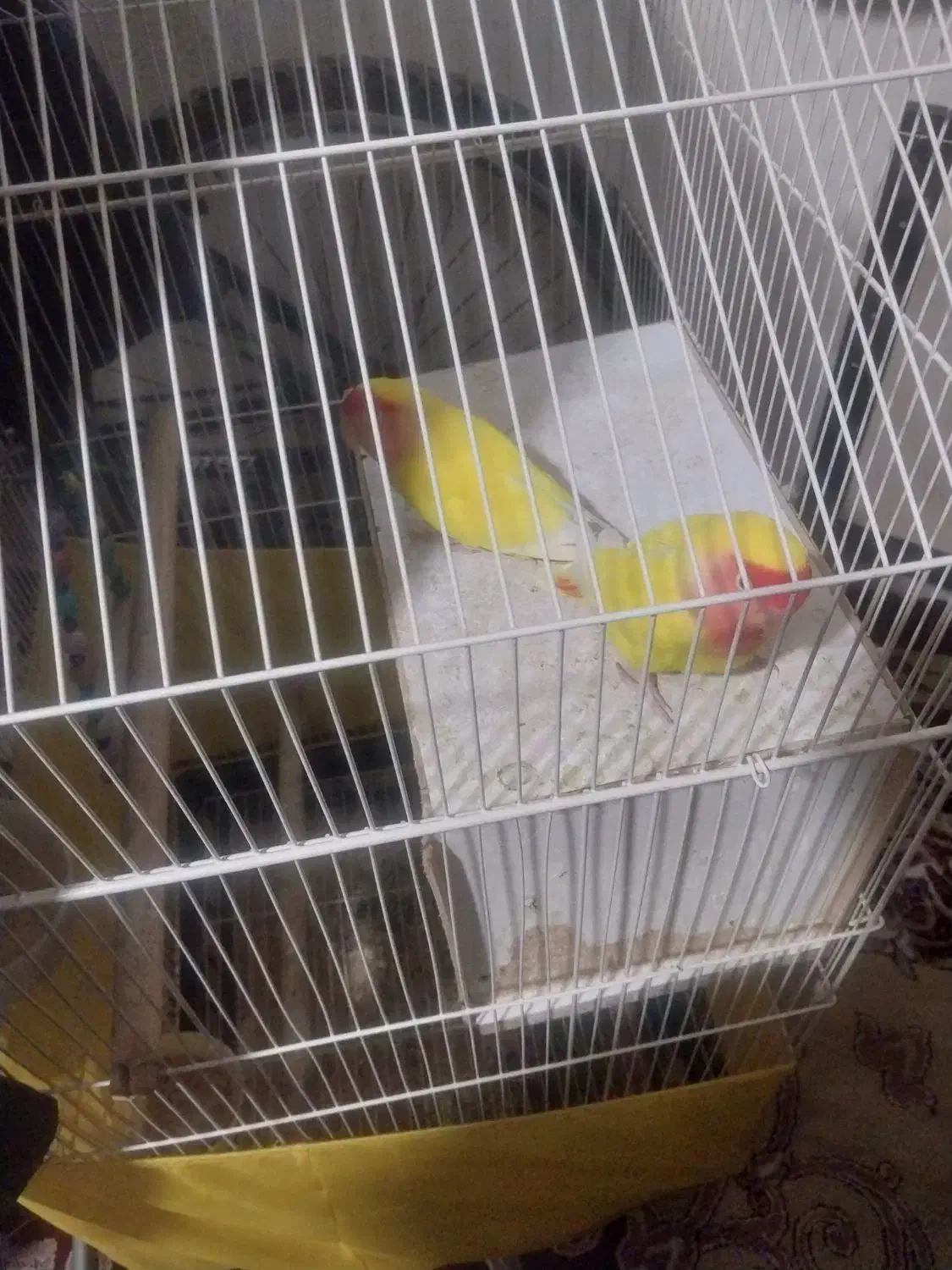 پرنده|پرنده|پیشوا, |دیوار