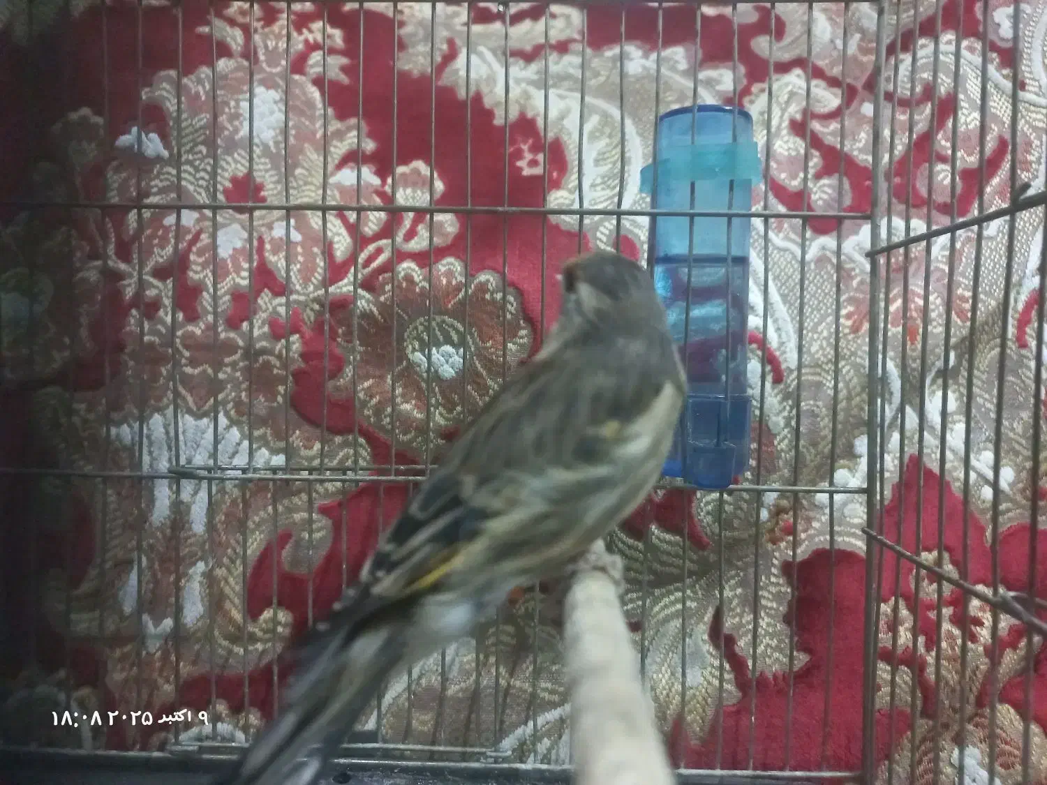 جوجه سهره قناری|پرنده|اندیشه, اندیشه فاز ۱|دیوار