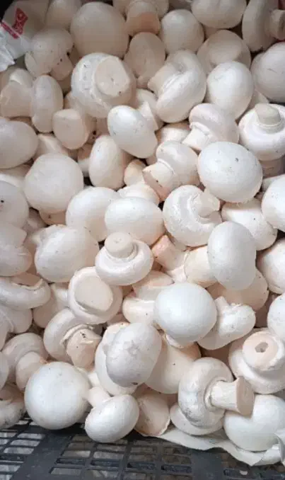 قارچ دکمه ای درجه یک|خوردنی و آشامیدنی|شیراز, شهرک صدا و سیما|دیوار