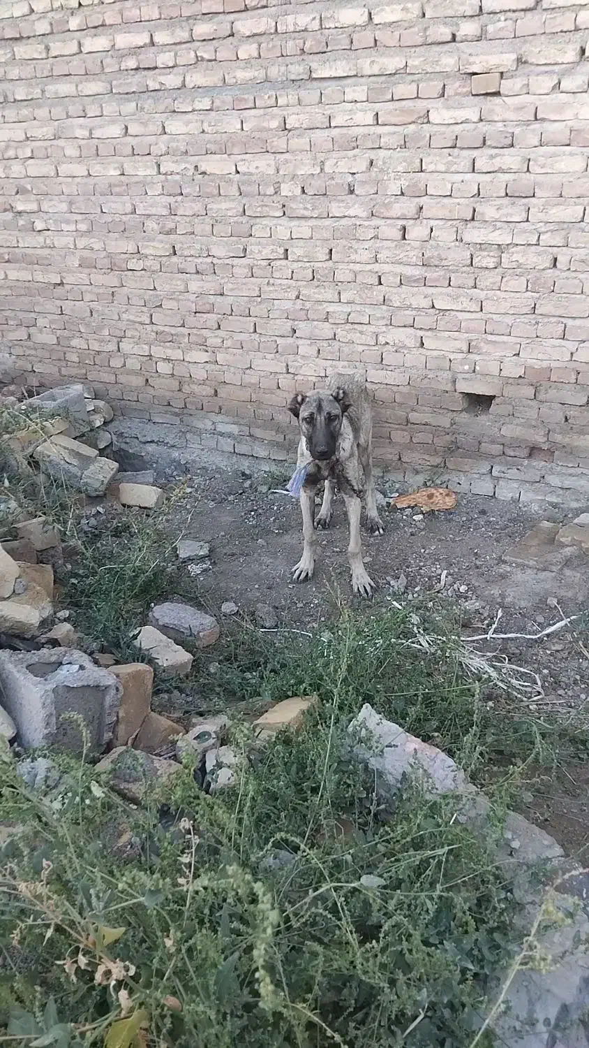 سگ سرابی|سگ|فندقلو, |دیوار