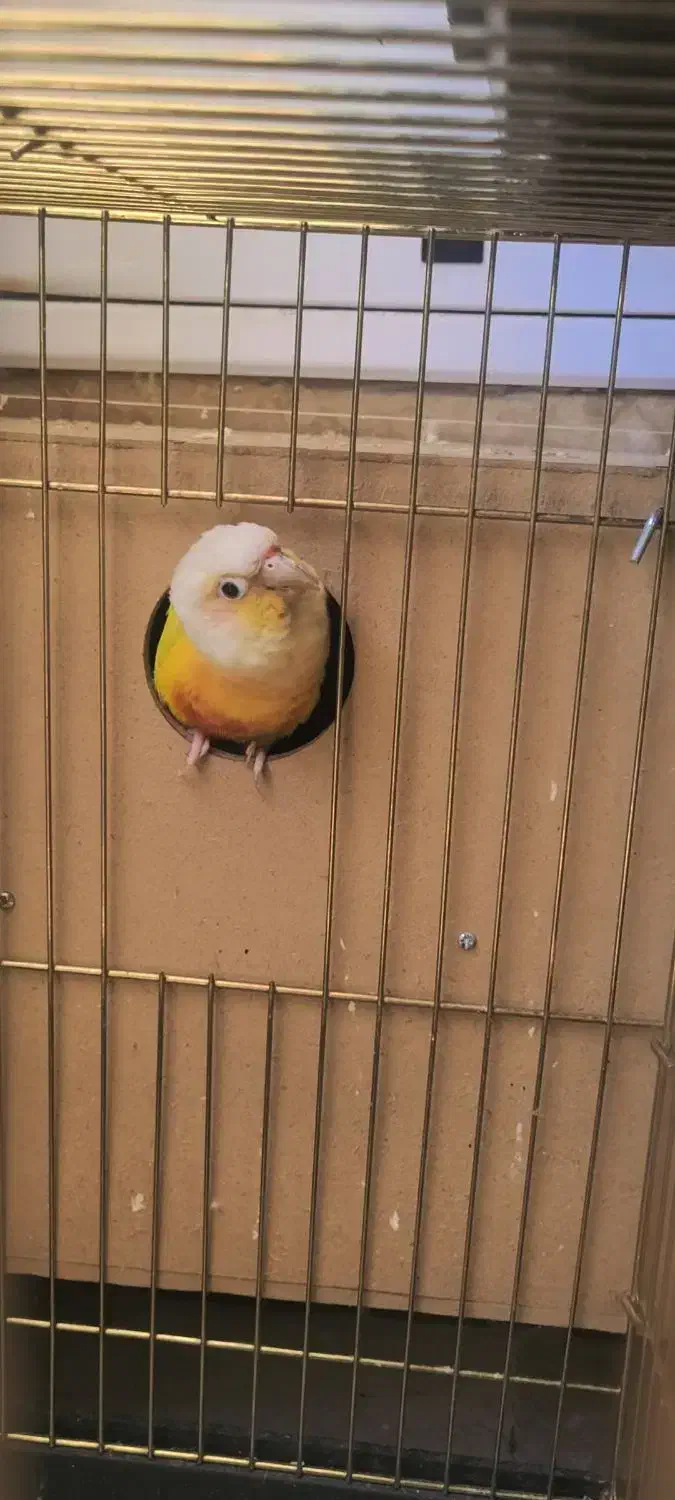 مولد سانچیک و اناناسی رد|پرنده|تهران, دانشگاه شریف|دیوار