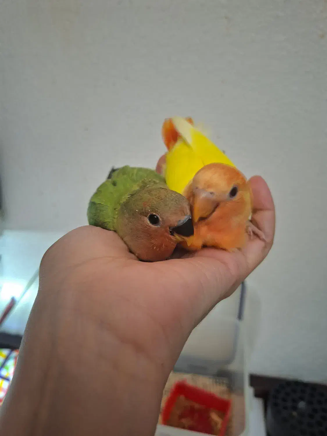 جوجه تازه دونخور طوطی برزیلی|پرنده|کیش, |دیوار