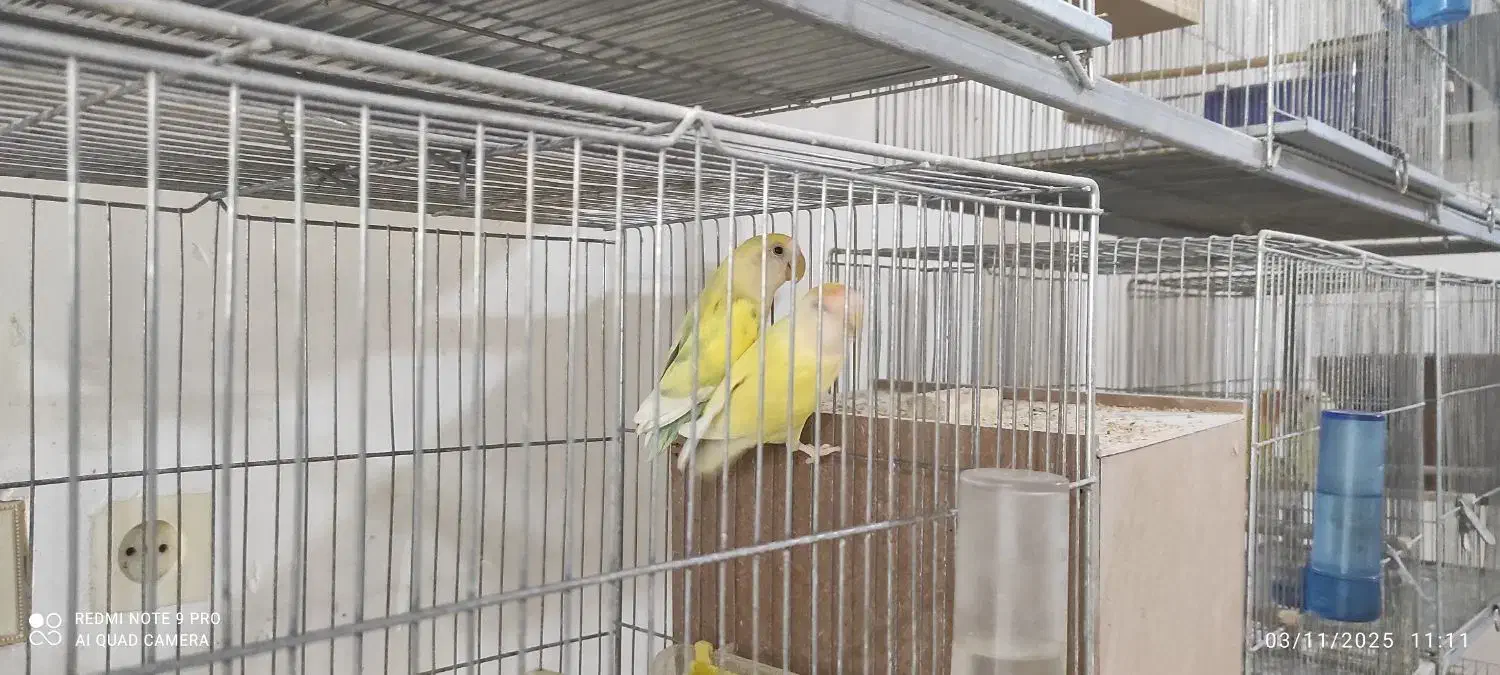 کوتوله مولد|پرنده|بابا حیدر, |دیوار