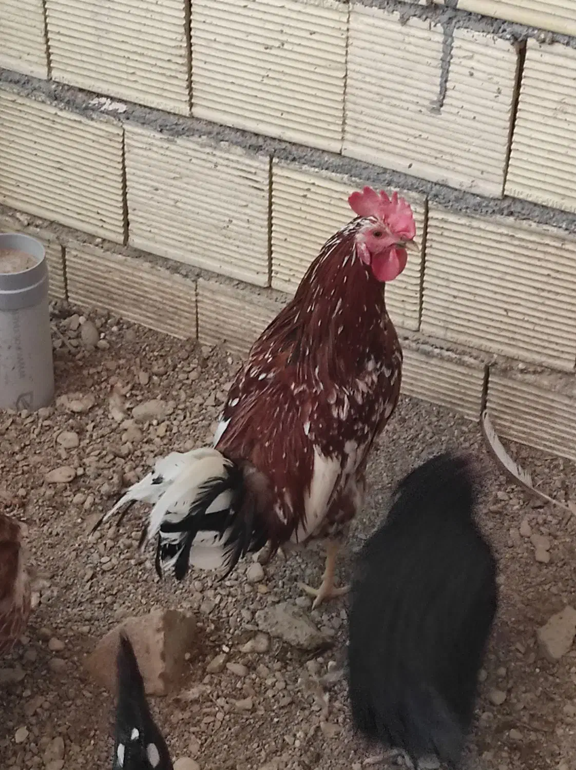 خروس گلین و مرندی سفید|حیوانات مزرعه|نجفآباد, مزرعه طالب|دیوار