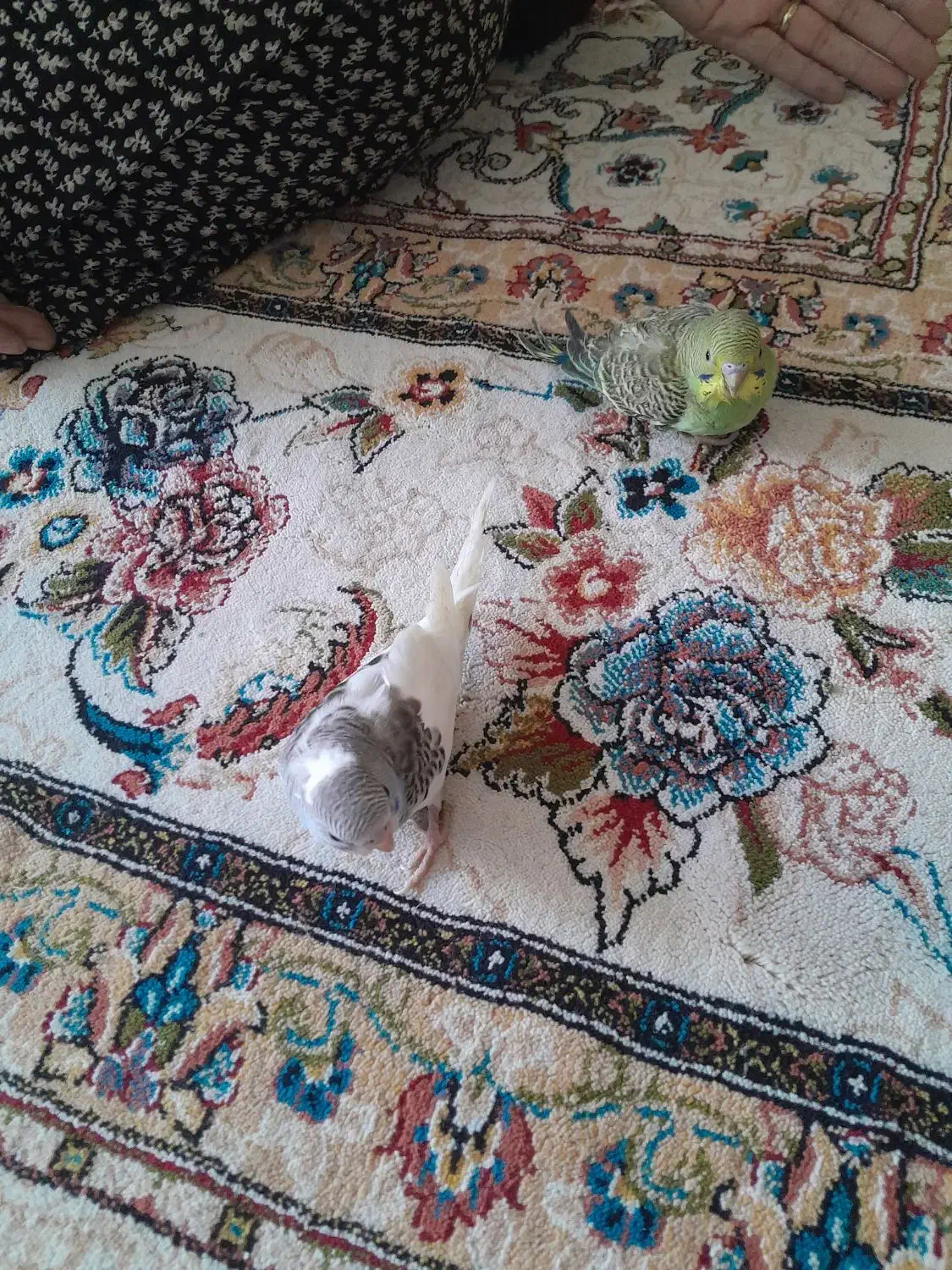 مرغ عشق|پرنده|آبدانان, |دیوار