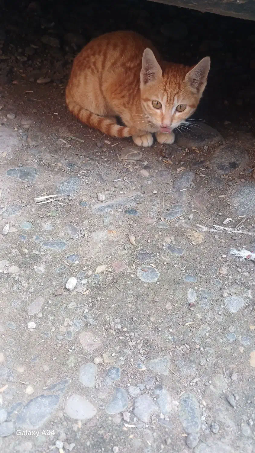 گربه|گربه|شفت, |دیوار