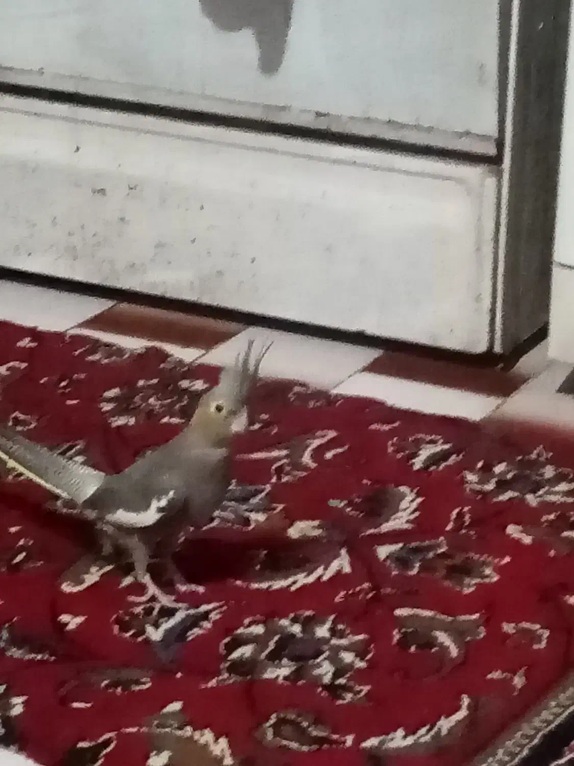 عروس هلندی سالم ودستی با قفسه چای غذا واب|پرنده|قائم‌شهر, |دیوار