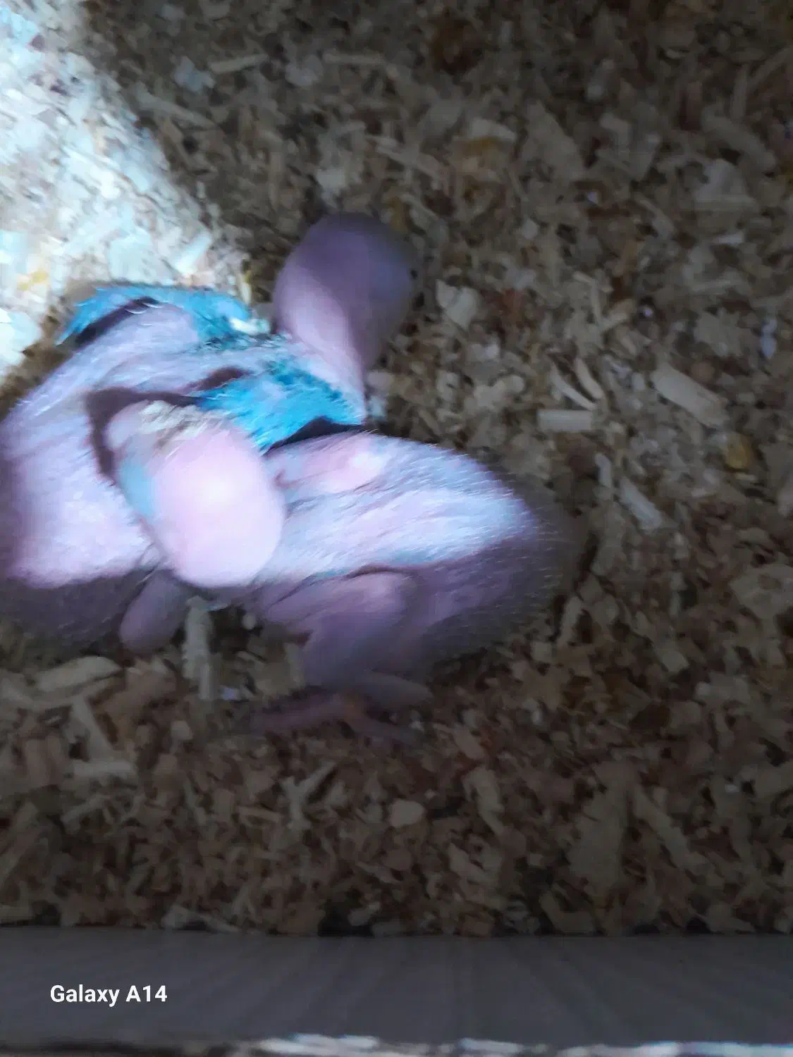 شاه طوطی|پرنده|رشت, آب آسیاب|دیوار