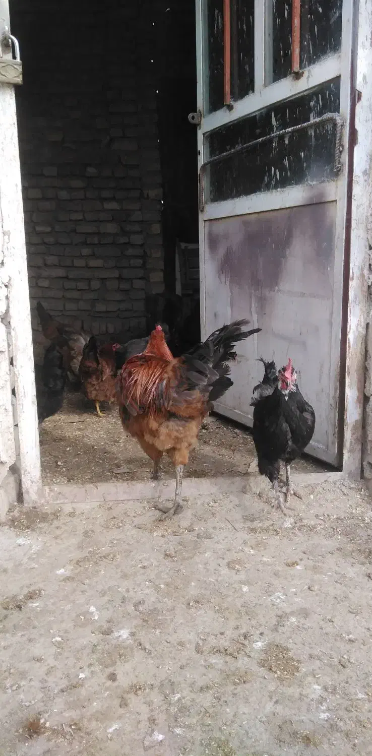 خروس|حیوانات مزرعه|گلپایگان, |دیوار