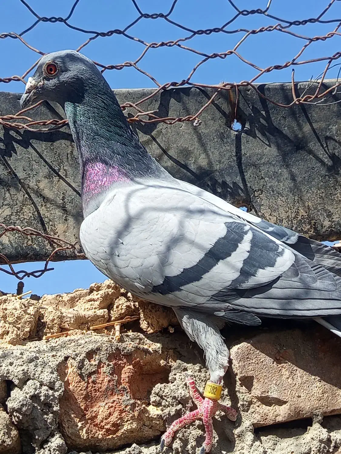 سبز مگس نر فروشی|پرنده|تفتان, |دیوار