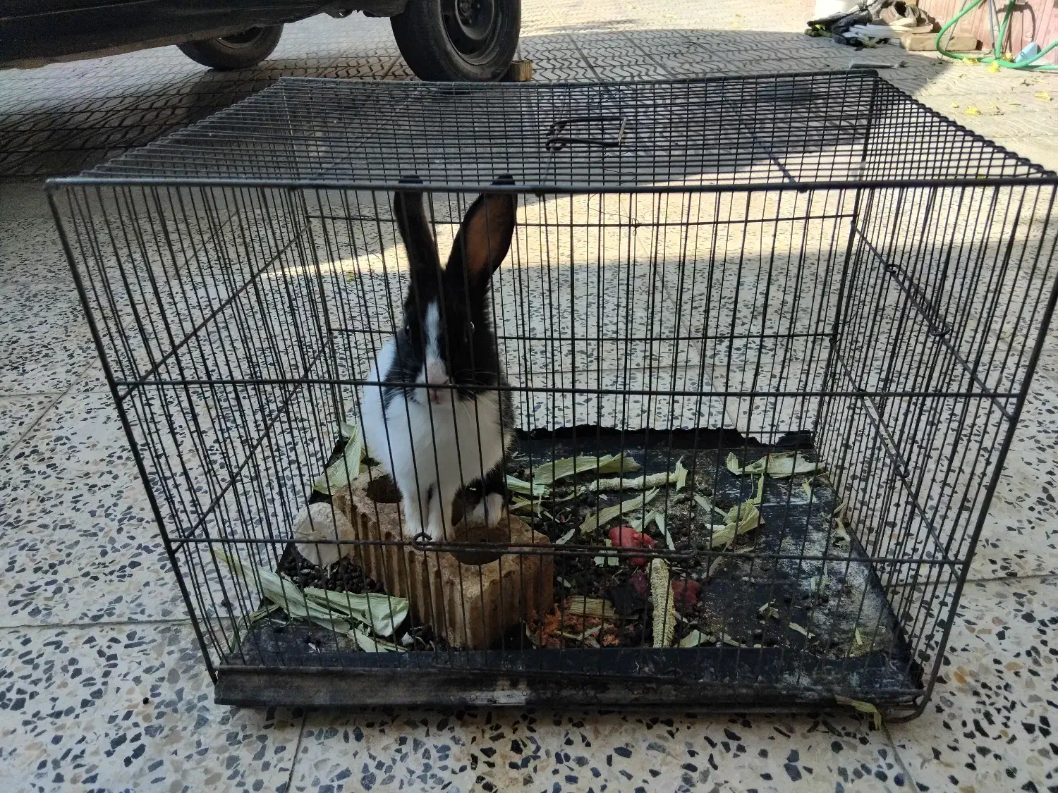 حیوان|موش و خرگوش|آباده, |دیوار