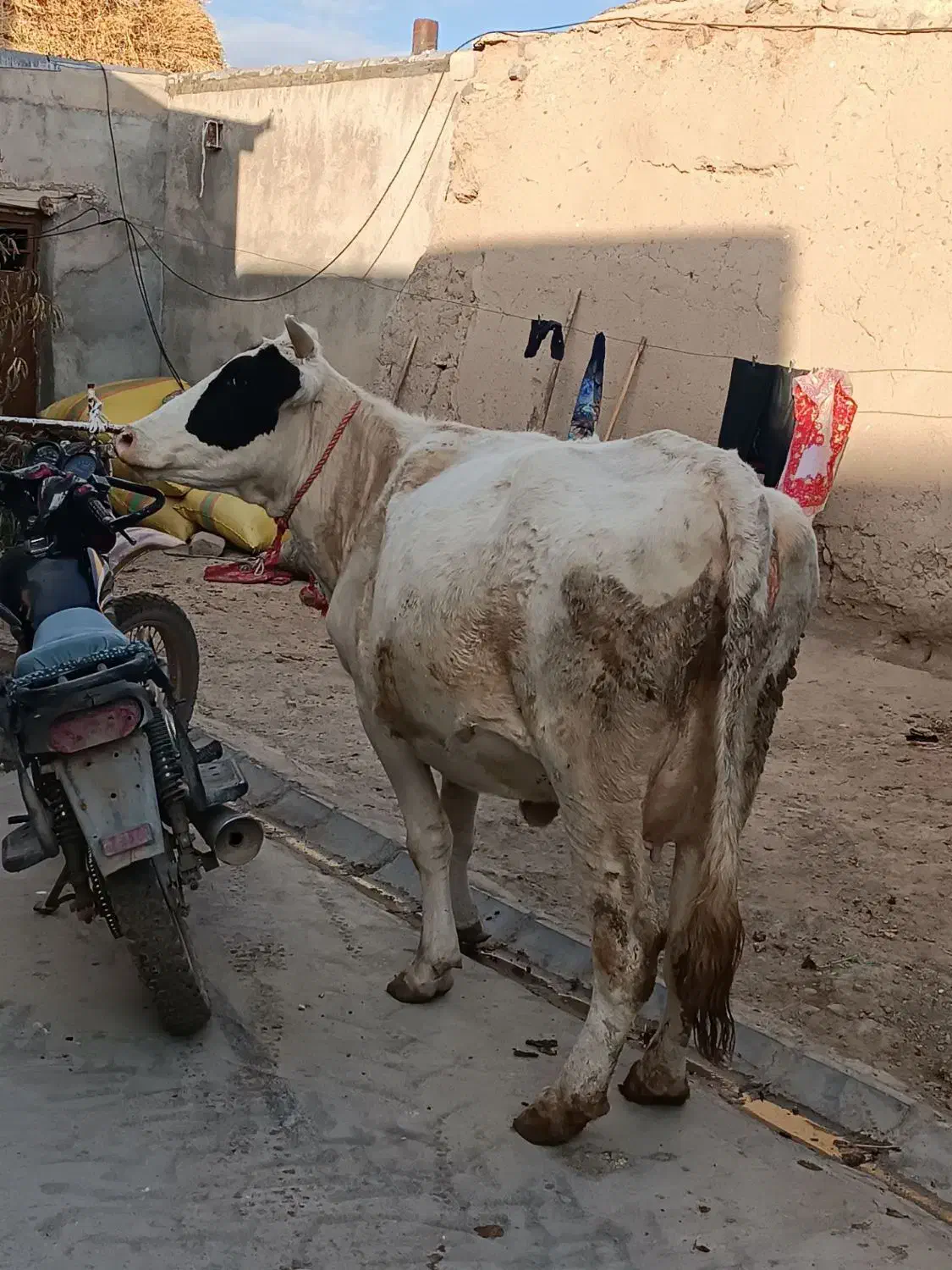 گاو شیری|حیوانات مزرعه|هشترود, |دیوار