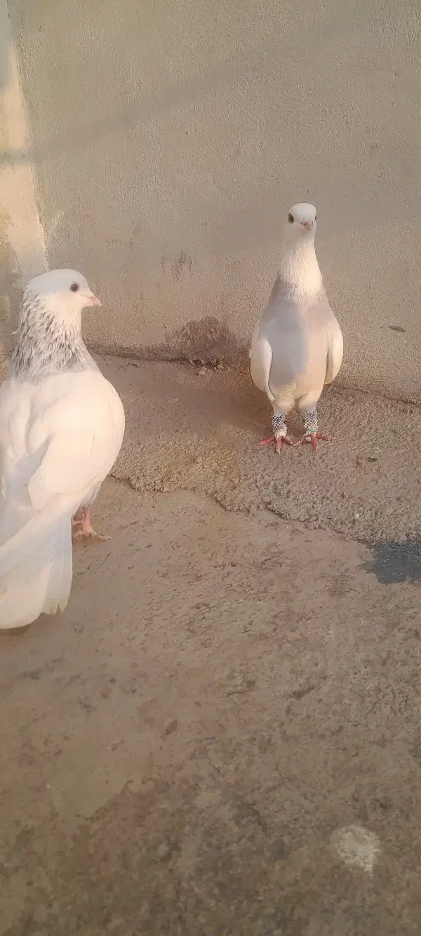 کبوتر رنگی جفتی و تکی|پرنده|مینودشت, |دیوار