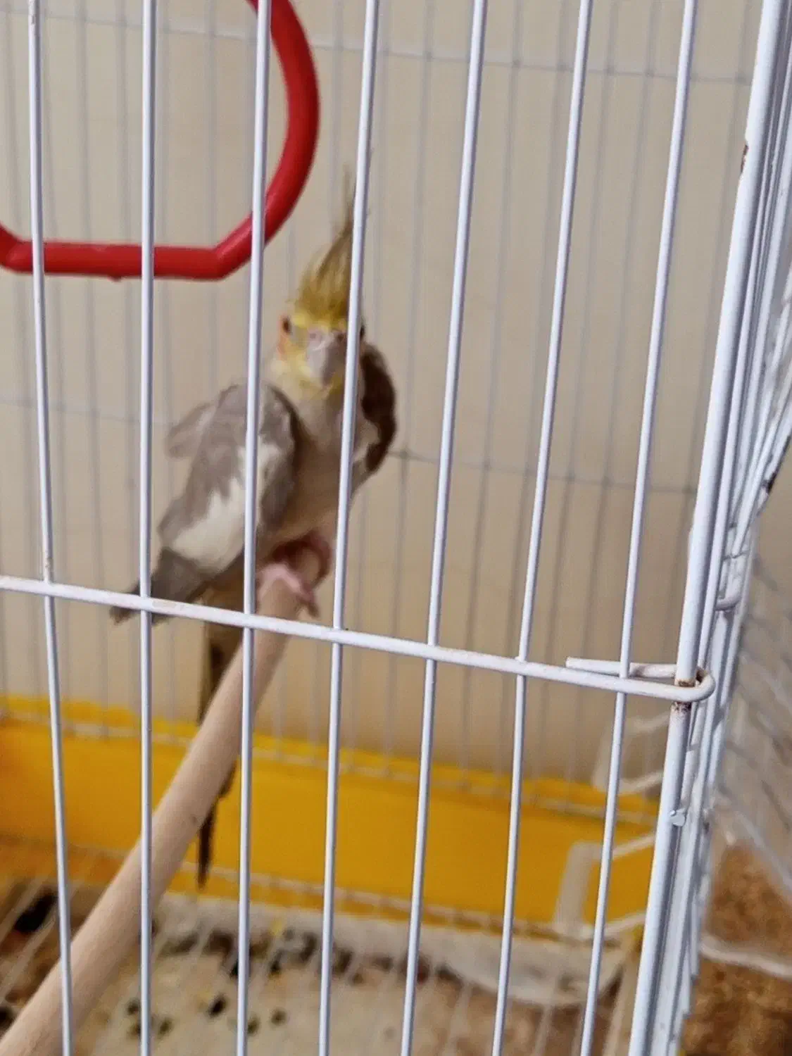 عروس هلندی|پرنده|بم, |دیوار