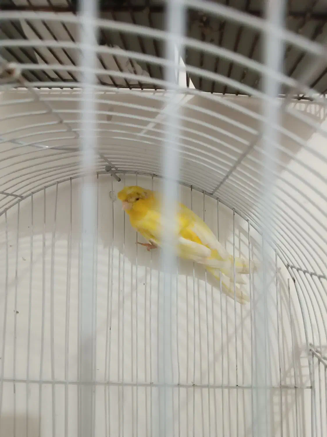 ابادان|پرنده|آبادان, |دیوار