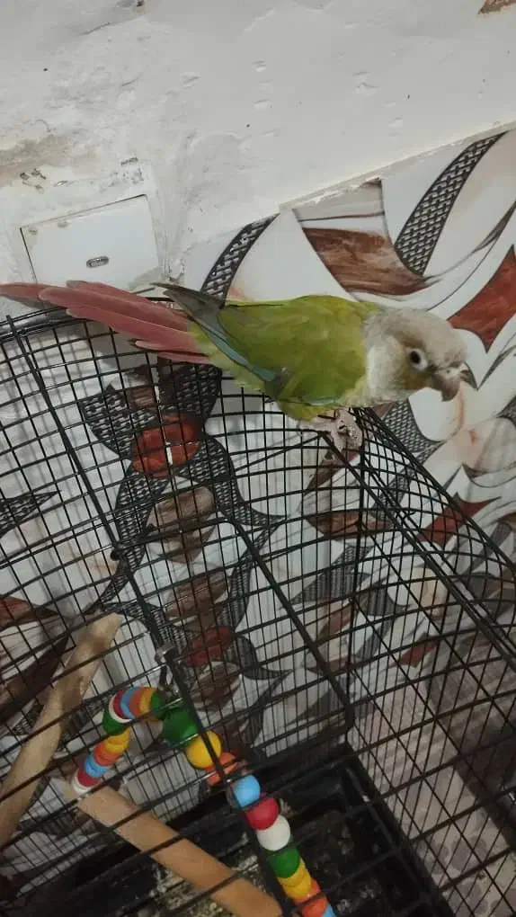 گرینچیک وکیف زنانه نو|پرنده|چهارباغ, |دیوار