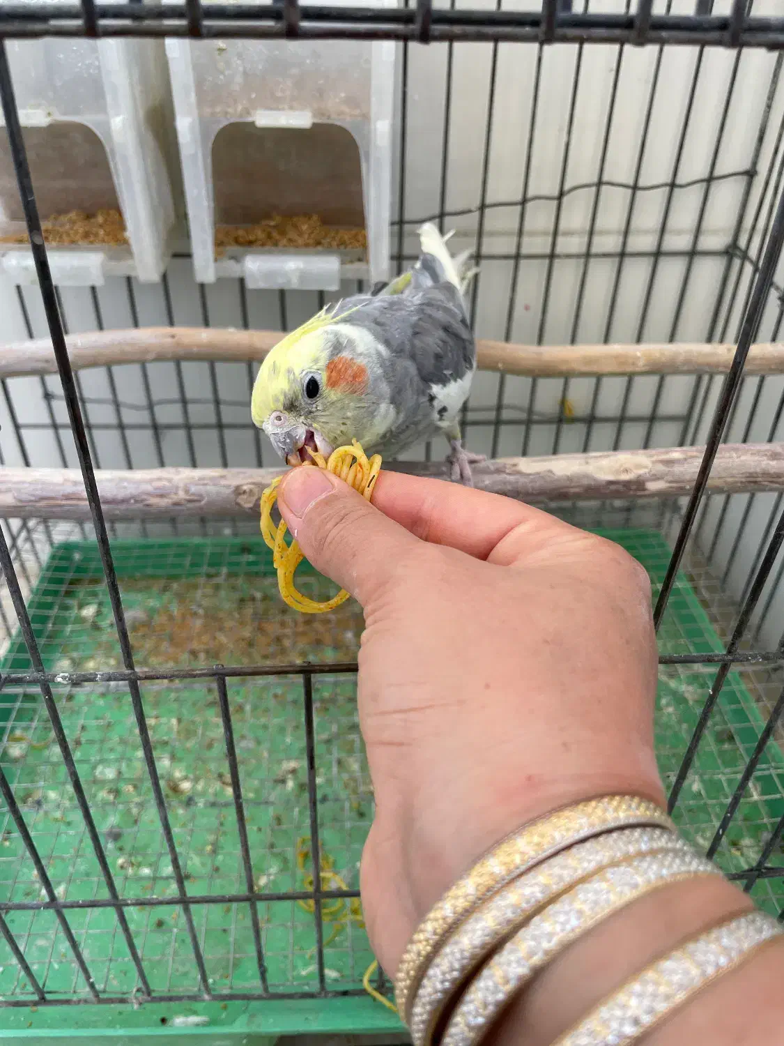 عروس جفت با تخفیف|پرنده|بافق, |دیوار