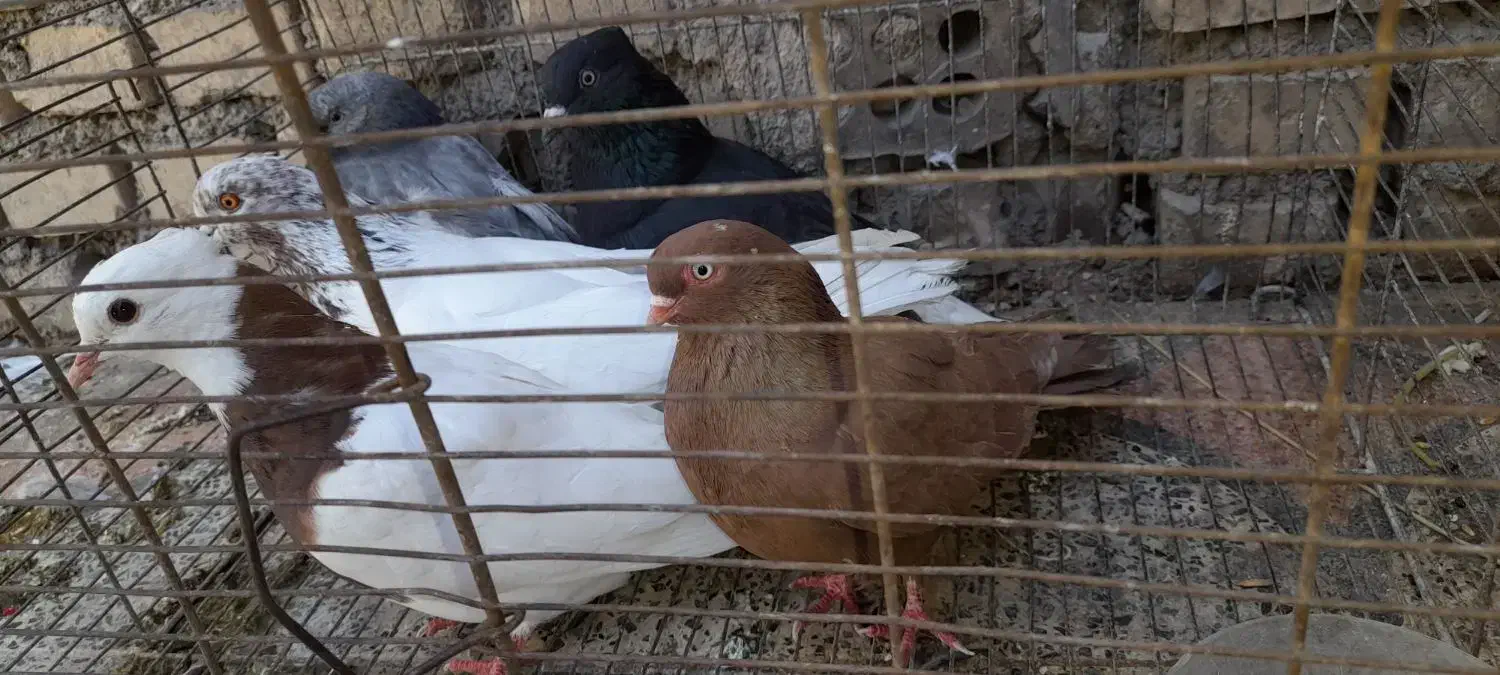 کبوتر|پرنده|ایذه, |دیوار