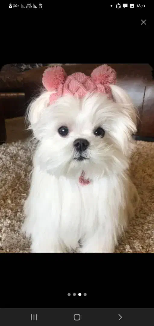 سگ شیتزو پامر عروسکی فقط ۳۸۰۰|سگ|قزوین, |دیوار