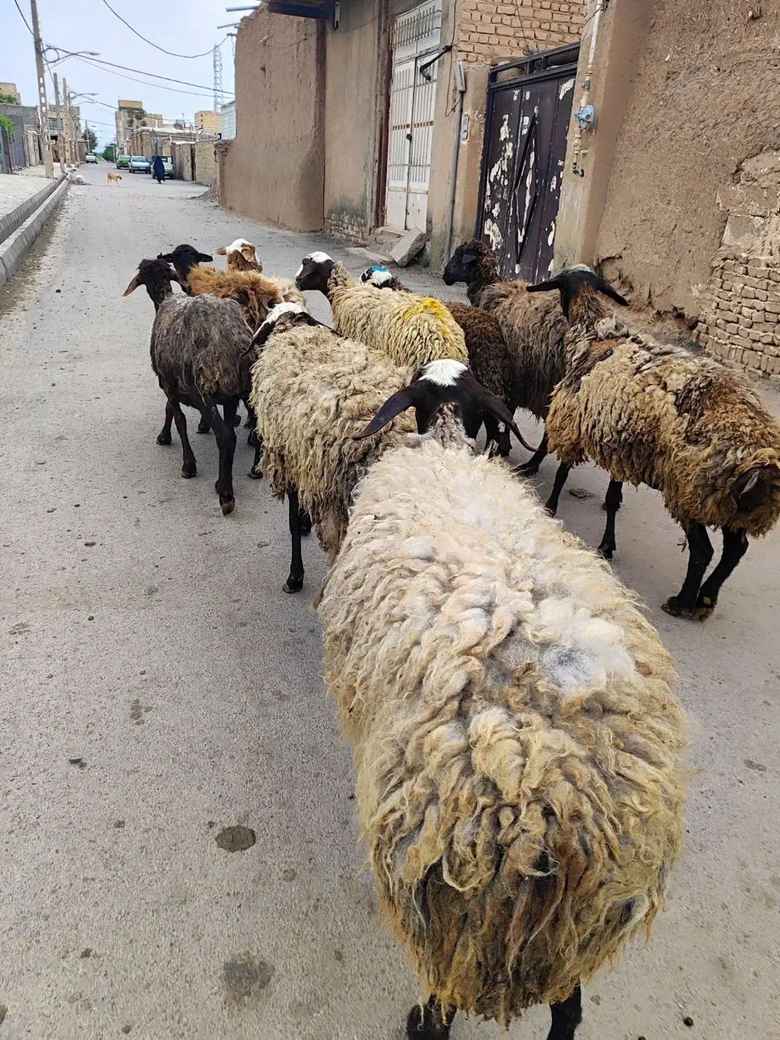 تپل و جوان بره|حیوانات مزرعه|کرج, کرج نو|دیوار