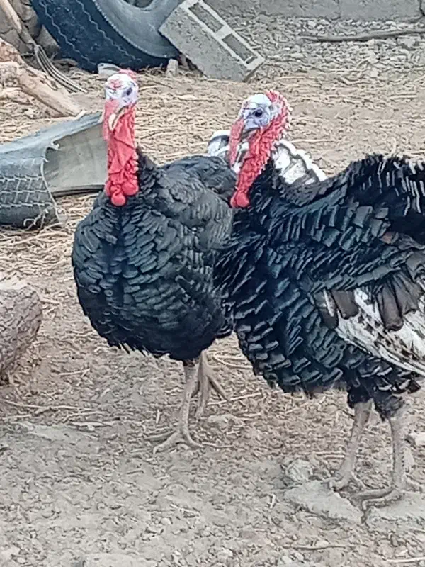 بوقلمون|حیوانات مزرعه|نیمروز, |دیوار