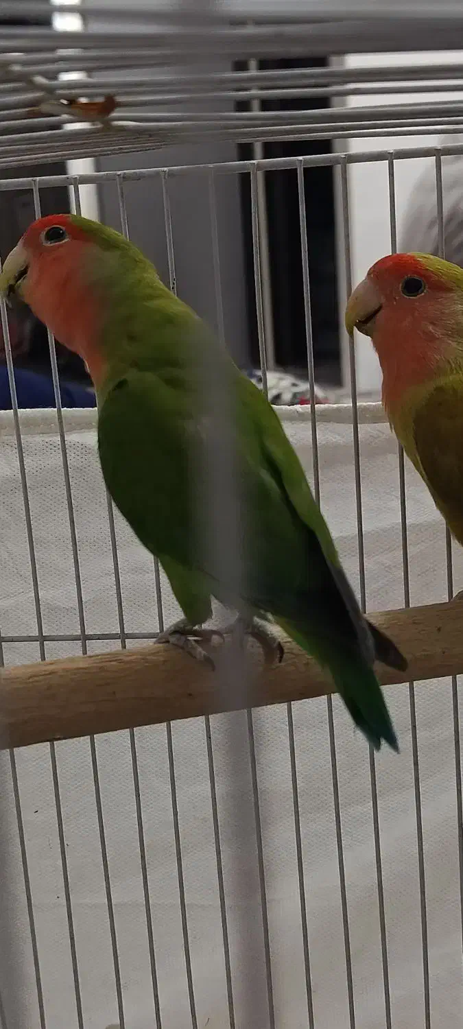 طوطی برزیلی صورت هلویی جفت مولد قناری سهره|پرنده|کرمانشاه, |دیوار