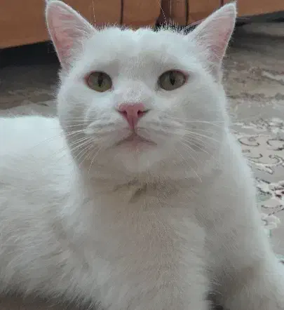 گربه .|گربه|اراک, |دیوار