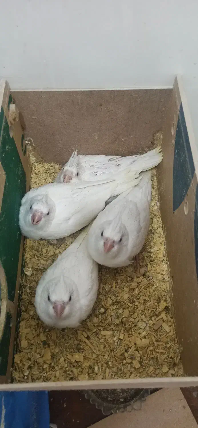 جوجه عروس هلندی البینو|پرنده|اهواز, شهرک اکباتان|دیوار