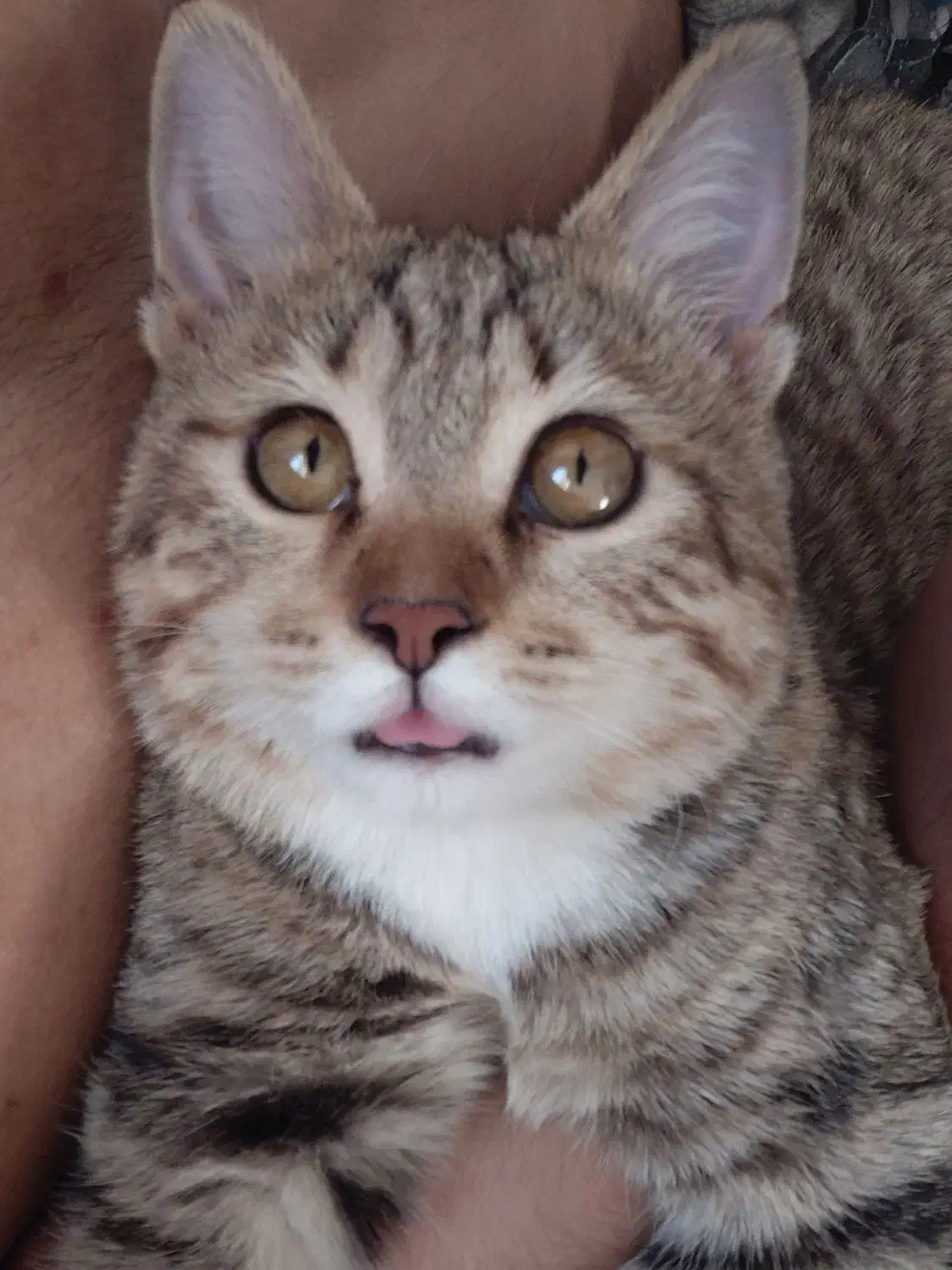 واگذاری رایگان گربه|گربه|مبارکه, |دیوار