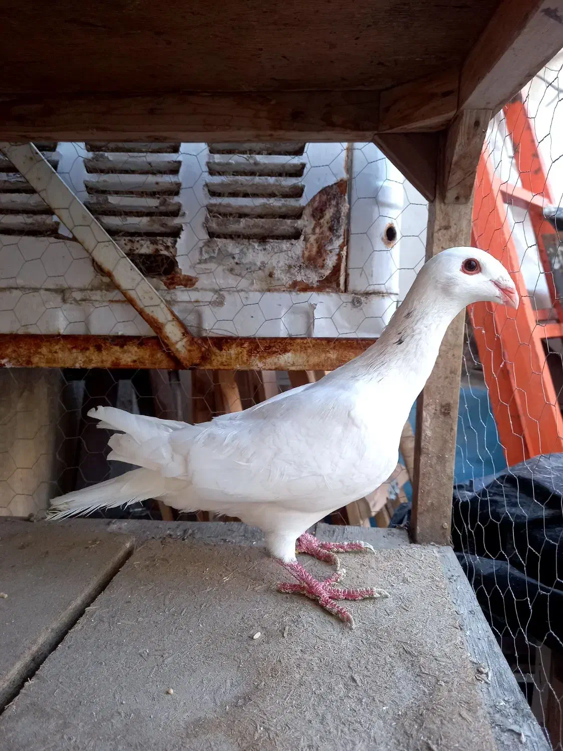 هومر کله اسبی|پرنده|مشهد, کوشش|دیوار